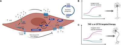 Improving <mark class="highlighted">Cerebrovascular Function</mark> to Increase Neuronal Recovery in Neurodegeneration Associated to Cardiovascular Disease